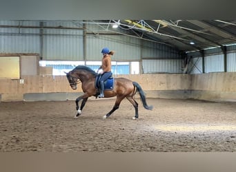 Belgijski koń gorącokrwisty, Klacz, 8 lat, 170 cm, Ciemnogniada
