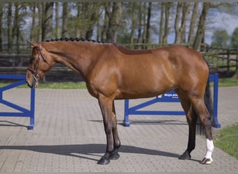 Belgijski koń gorącokrwisty, Klacz, 8 lat, 170 cm, Gniada