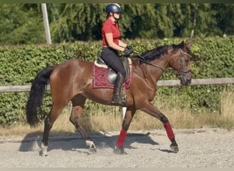 Belgijski koń gorącokrwisty, Klacz, 8 lat, 170 cm, Gniada