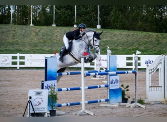 Belgijski koń gorącokrwisty, Klacz, 8 lat, 171 cm, Siwa