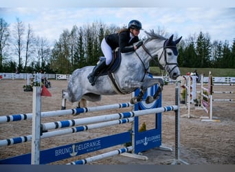 Belgijski koń gorącokrwisty, Klacz, 8 lat, 171 cm, Siwa
