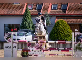 Belgijski koń gorącokrwisty, Klacz, 8 lat, 171 cm, Siwa
