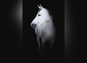 Belgijski koń gorącokrwisty, Klacz, 8 lat, 171 cm, Siwa