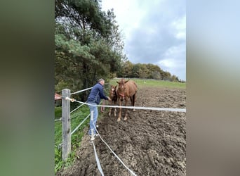 Belgijski koń gorącokrwisty, Klacz, 8 lat