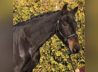 Belgijski koń gorącokrwisty, Klacz, 9 lat, 164 cm, Ciemnogniada