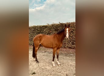 Belgijski koń gorącokrwisty, Klacz, 9 lat, 165 cm, Ciemnogniada