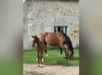 Belgijski koń gorącokrwisty, Klacz, 9 lat, 165 cm, Gniada