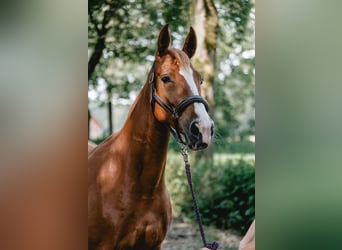 Belgijski koń gorącokrwisty, Klacz, 9 lat, 165 cm, Kasztanowata
