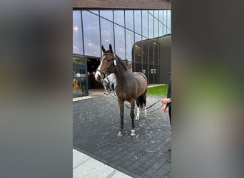 Belgijski koń gorącokrwisty, Klacz, 9 lat, 167 cm, Ciemnogniada