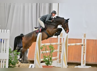 Belgijski koń gorącokrwisty, Klacz, 9 lat, 167 cm, Ciemnogniada