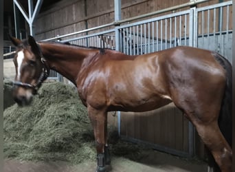 Belgijski koń gorącokrwisty, Klacz, 9 lat, 173 cm, Ciemnokasztanowata