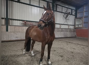 Belgijski koń gorącokrwisty, Klacz, 9 lat, 173 cm, Ciemnokasztanowata