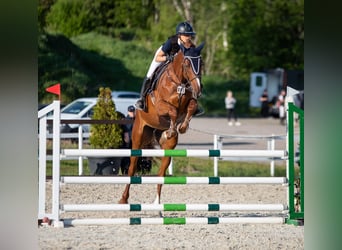 Belgijski koń gorącokrwisty, Klacz, 9 lat, 175 cm, Ciemnokasztanowata