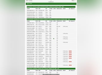 Belgijski koń gorącokrwisty, Klacz, , Gniada