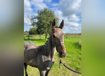 Belgijski koń gorącokrwisty, Klacz, Źrebak (05/2024), Siwa