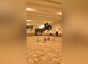 Belgijski koń gorącokrwisty, Ogier, 12 lat, 167 cm, Ciemnogniada