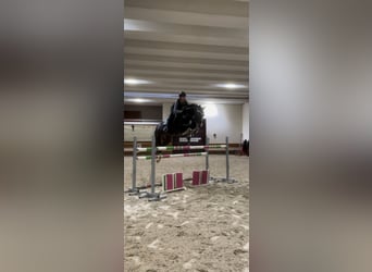 Belgijski koń gorącokrwisty, Ogier, 13 lat, 167 cm, Ciemnogniada