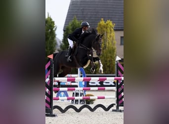 Belgijski koń gorącokrwisty, Ogier, 13 lat, 173 cm, Ciemnogniada