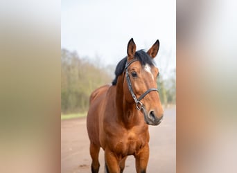 Belgijski koń gorącokrwisty, Ogier, 15 lat, 168 cm, Gniada