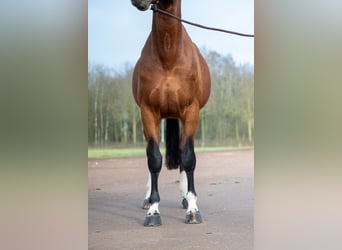 Belgijski koń gorącokrwisty, Ogier, 15 lat, 168 cm, Gniada