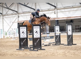 Belgijski koń gorącokrwisty, Ogier, 15 lat, 168 cm, Gniada