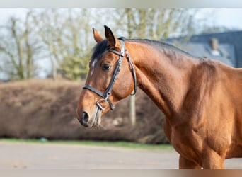 Belgijski koń gorącokrwisty, Ogier, 15 lat, 168 cm, Gniada