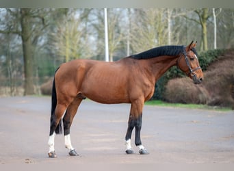 Belgijski koń gorącokrwisty, Ogier, 15 lat, 168 cm, Gniada