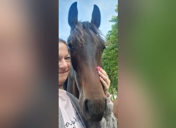 Belgijski koń gorącokrwisty, Ogier, 1 Rok, 150 cm, Ciemnogniada