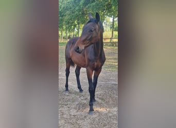 Belgijski koń gorącokrwisty, Ogier, 1 Rok, 150 cm, Ciemnogniada