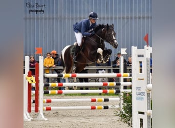 Belgijski koń gorącokrwisty, Ogier, 1 Rok, 160 cm, Tobiano wszelkich maści