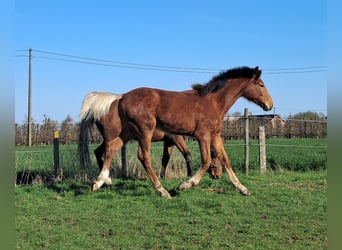 Belgijski koń gorącokrwisty, Ogier, 1 Rok, 169 cm, Gniada