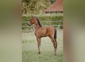 Belgijski koń gorącokrwisty, Ogier, 1 Rok, Gniada