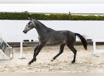 Belgijski koń gorącokrwisty, Ogier, 2 lat, 147 cm