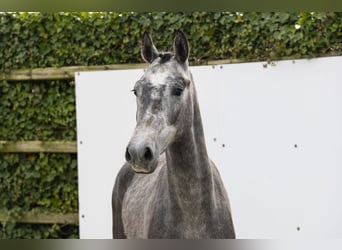 Belgijski koń gorącokrwisty, Ogier, 2 lat, 147 cm