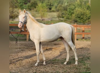 Belgijski koń gorącokrwisty, Ogier, 2 lat, 148 cm, Perlino