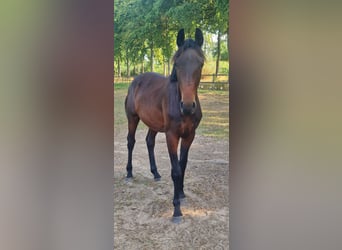 Belgijski koń gorącokrwisty, Ogier, 2 lat, 150 cm, Ciemnogniada