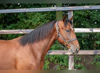 Belgijski koń gorącokrwisty, Ogier, 2 lat, 157 cm, Gniada