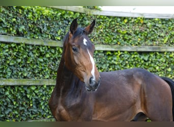 Belgijski koń gorącokrwisty, Ogier, 2 lat, 160 cm, Gniada