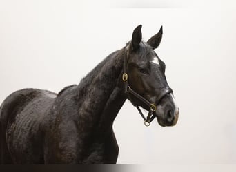 Belgijski koń gorącokrwisty, Ogier, 2 lat, 163 cm