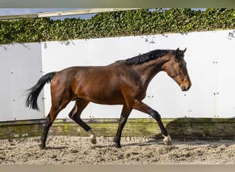 Belgijski koń gorącokrwisty, Ogier, 2 lat, 165 cm, Gniada