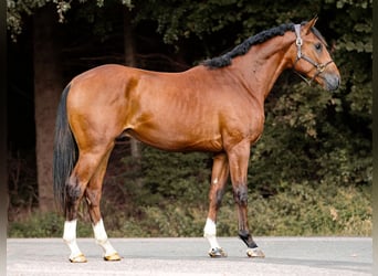 Belgijski koń gorącokrwisty, Ogier, 2 lat, 168 cm, Gniada