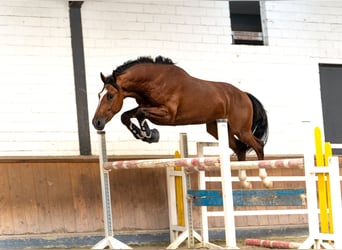 Belgijski koń gorącokrwisty, Ogier, 2 lat, 168 cm, Gniada