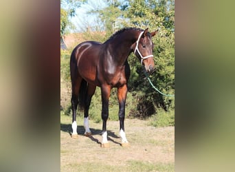 Belgijski koń gorącokrwisty, Ogier, 2 lat, 172 cm, Ciemnogniada