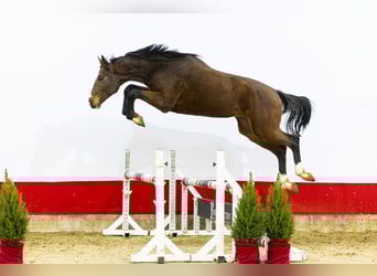 Belgijski koń gorącokrwisty, Ogier, 2 lat, 174 cm, Gniada