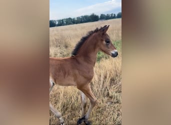 Belgijski koń gorącokrwisty, Ogier, 2 lat, Ciemnogniada