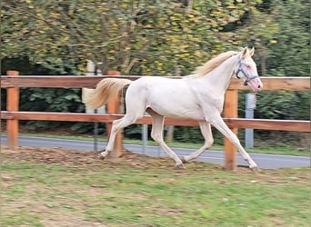 Belgijski koń gorącokrwisty, Ogier, 3 lat, 148 cm, Perlino