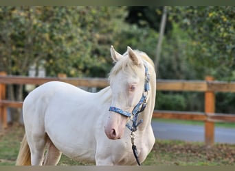 Belgijski koń gorącokrwisty, Ogier, 3 lat, 148 cm, Perlino