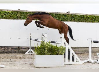 Belgijski koń gorącokrwisty, Ogier, 3 lat, 155 cm, Gniada