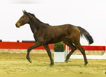 Belgijski koń gorącokrwisty, Ogier, 3 lat, 156 cm, Gniada