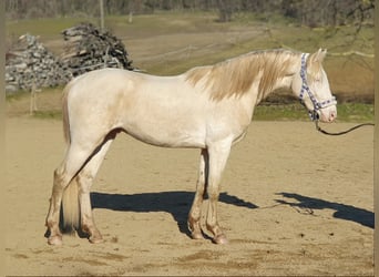 Belgijski koń gorącokrwisty, Ogier, 3 lat, 157 cm, Perlino